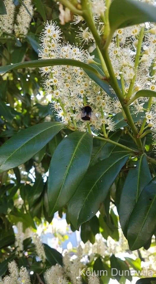 Prunus laurocerasus L.